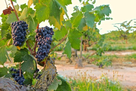 Close-up of ripe dark purple wine grapes on a vine in a Lodi vineyard.