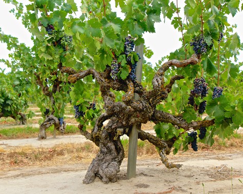 Grapevine with dark purple grapes growing in a vineyard, showcasing Lodi's wine grape cultivation.