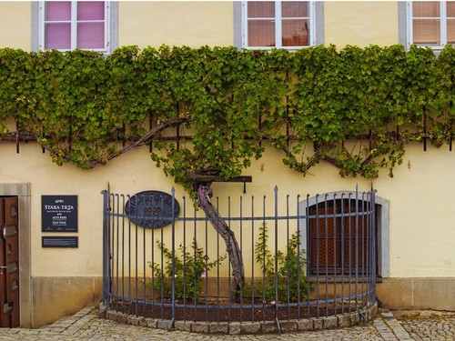 Historic building with a vine-covered wall and a small garden enclosed by a black metal fence.
