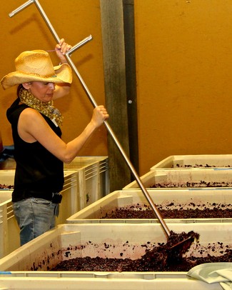 Person harvesting winegrapes in Lodi, California, using a large tool, with bins of grapes nearby.