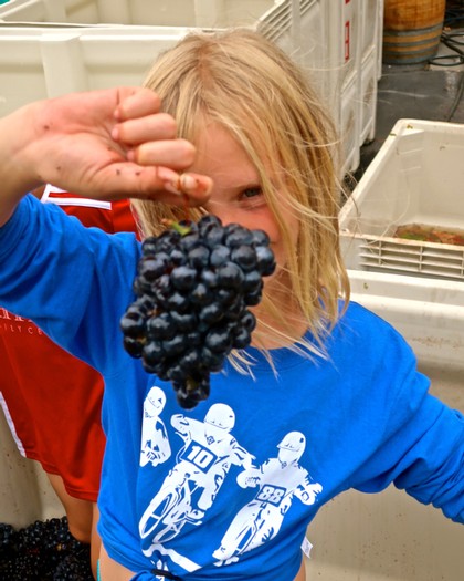 Child holding a bunch of ripe black grapes during harvest at Lodi Winegrape Commission event.