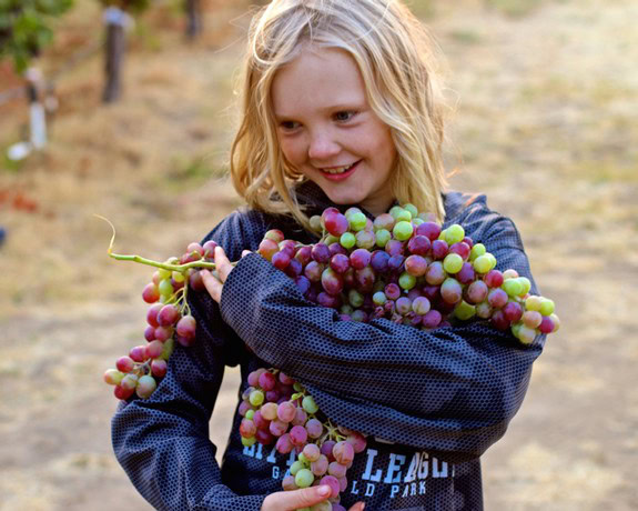 Young girl holding a large bunch of ripe grapes during harvest in Lodi, California.