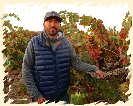 Man in vineyard with grapevines during harvest season, wearing a blue vest and gray hoodie.