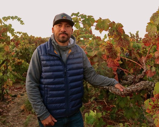 Man in vineyard with grapevines during harvest season, wearing a cap and vest.
