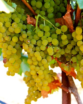 Close-up of a ripe green winegrape cluster on the vine, ready for harvest in Lodi, California.