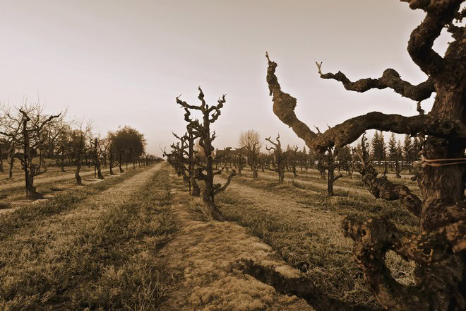 Gnarled wine grapevines in a Lodi vineyard during winter with overcast sky.
