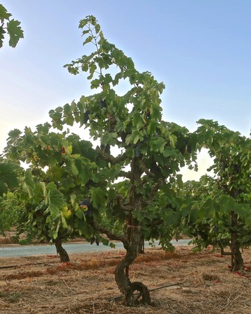 Grapevine in a Lodi vineyard with lush green leaves under a clear sky.