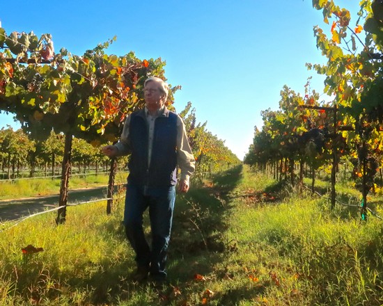 Person walking through a vineyard with lush grapevines under a clear blue sky.