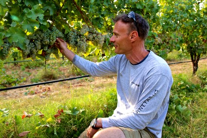 Man inspecting grapevines in Lodi wine vineyard during daytime.