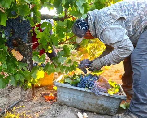 Worker harvesting ripe grapes in a vineyard for wine production in Lodi, California.