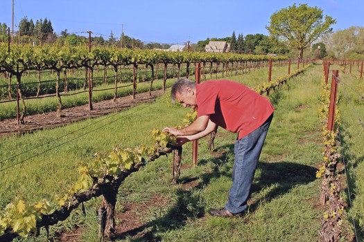 Farmer inspecting grapevines in a lush vineyard during harvest season in Lodi, California.