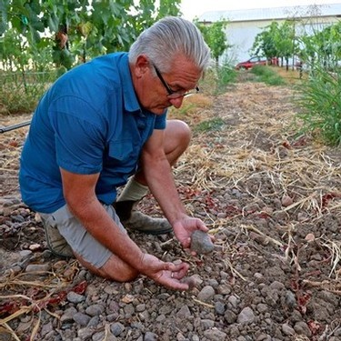 Senior man harvesting winegrapes in a vineyard, focusing on soil and grape clusters, during daytime.
