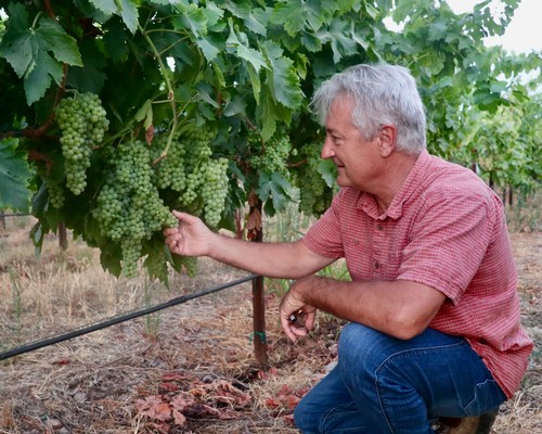 Man inspecting green grape clusters in a vineyard, promoting Lodi winegrapes and wine production.
