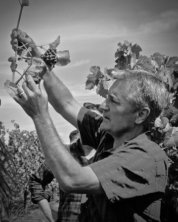Man harvesting grapes in a vineyard during the Lodi Winegrape season.