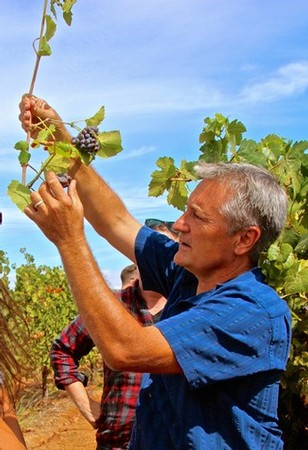Man inspecting ripe grapes in a vineyard during harvest in Lodi, California.