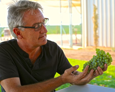 Man examining a bunch of green grapes at a vineyard in Lodi, California.