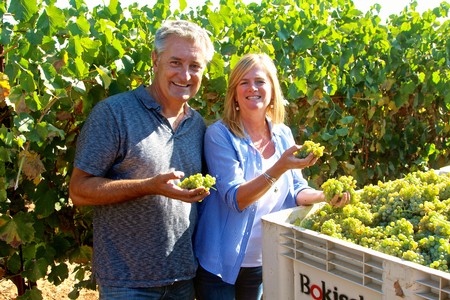 Two smiling people harvesting grapes in a vineyard with lush green vines in Lodi, California.