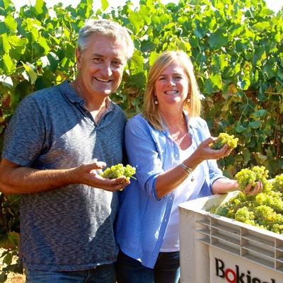 Two smiling people harvesting green grapes in a vineyard, representing Lodi Winegrape Commission activities.