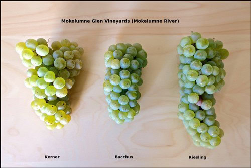 Three grape clusters from Mokelumne Glen Vineyards: Kerner, Bacchus, and Riesling, on a wooden surface.