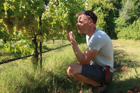 Man kneeling in a vineyard examining grape clusters on the vine during daytime.