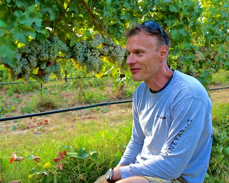 Man inspecting grapevines in a vineyard, surrounded by lush green grape clusters and foliage.