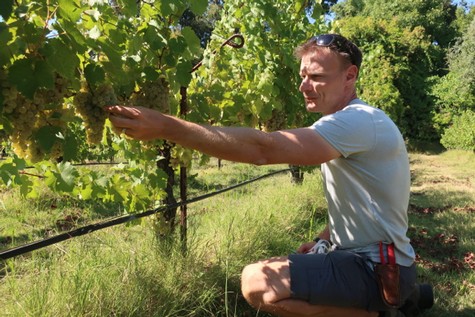 Man harvesting wine grapes in Lodi, California, during the daytime with lush green vines and clear weather.