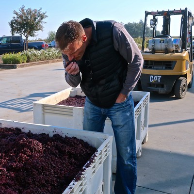 Man inspecting freshly harvested wine grapes in a vineyard parking lot with a forklift in the background.