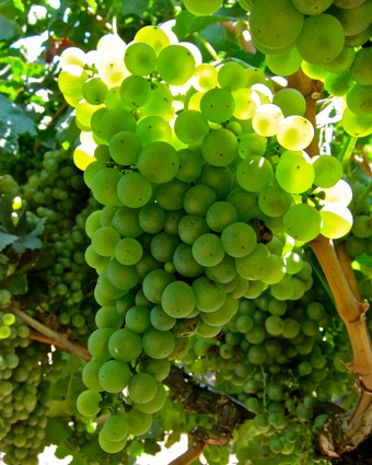 Close-up of a green winegrape cluster ripening on the vine in Lodi, California.