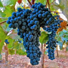 Close-up of ripe blue winegrapes hanging on the vine in a vineyard.