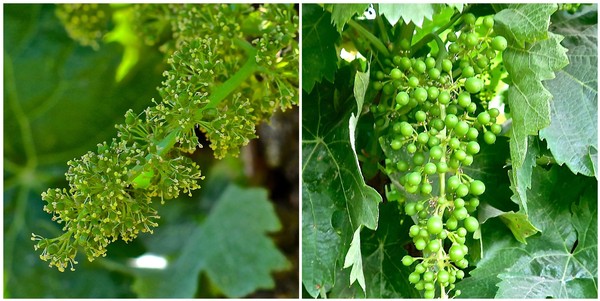 Close-up of grapevine with green grapes and lush leaves in Lodi wine region.