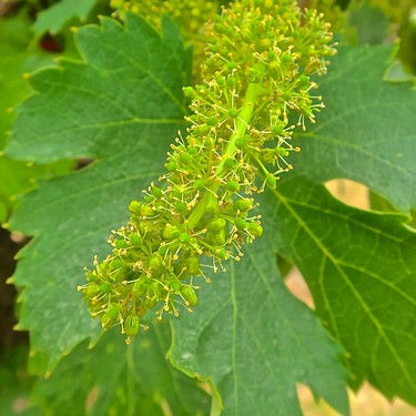 Close-up of a green winegrape cluster on a vine with large green leaves in Lodi, California.