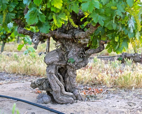 Ancient grapevine in Lodi wine region with gnarled trunk and lush green leaves.