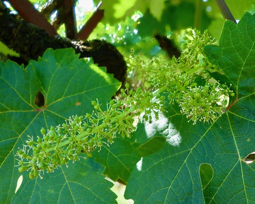 Close-up of grapevine leaves and flowering clusters in Lodi wine region, California.