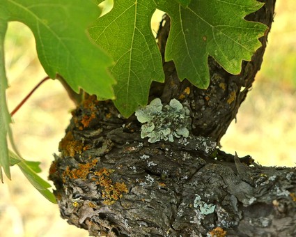Close-up of a Lodi winegrape vine with green leaves and textured bark.
