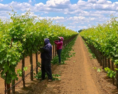 Workers harvesting grapes in a lush Lodi vineyard on a sunny day.
