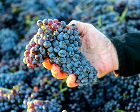 Close-up of a hand holding a bunch of ripe wine grapes in a vineyard.