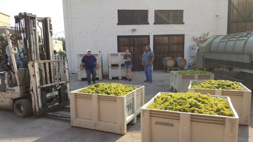 Workers and machinery involved in grape harvesting at a Lodi vineyard.
