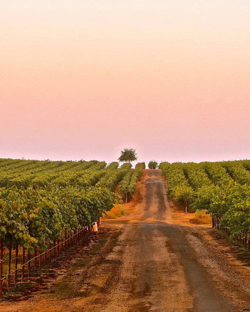 Vineyard rows in Lodi at sunset with a dirt road and a distant tree.
