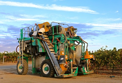 Grape harvesting machine in Lodi vineyards during harvest season with blue sky background.
