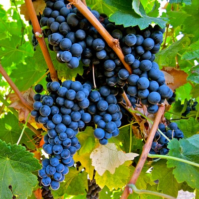 Close-up of ripe dark purple winegrapes hanging on vine in Lodi vineyard.