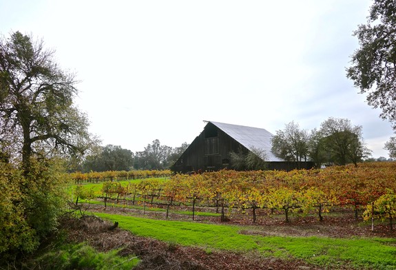 Vineyard with autumn-colored grapevines and a rustic barn in Lodi, California.