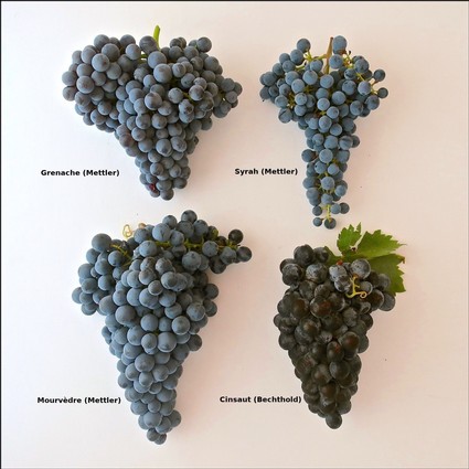 Image showing four different Lodi wine grape varieties: Grenache, Syrah, Mourvèdre, and Cinsaut.