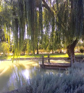 Serene vineyard scene with large trees, hanging moss, and a small dock on a calm pond in Lodi, California.