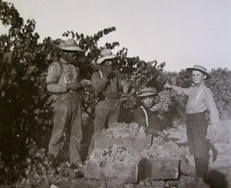 Women and children harvesting grapes in a vineyard, vintage black-and-white photo.