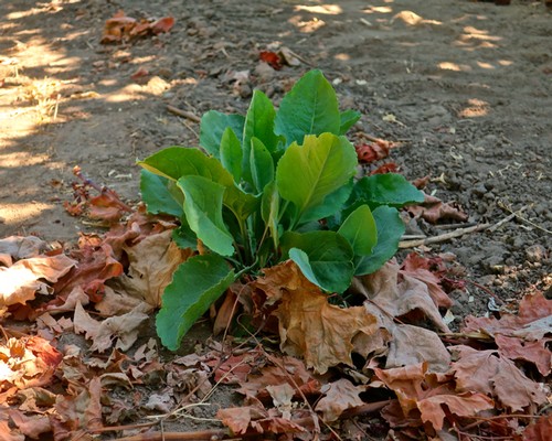 Young winegrape vine sprouting amidst fallen autumn leaves in Lodi, California.