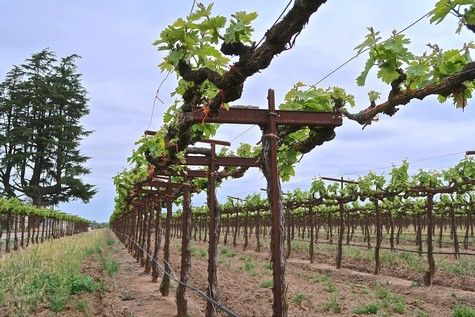 Vineyard with grapevines supported by trellises in Lodi, California, under a cloudy sky.