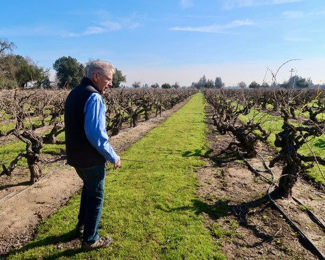 Man inspecting grapevines in a Lodi vineyard during daytime with clear sky.