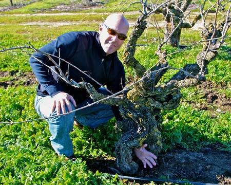 Man inspecting a gnarled winegrape vine in a lush vineyard in Lodi, California.