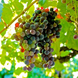 Close-up of a ripe grape cluster on the vine in Lodi, California, ready for harvest.