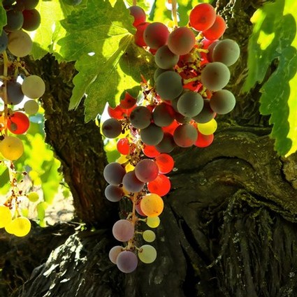 Close-up of ripe wine grapes hanging from a vine in Lodi, California, ready for harvest.